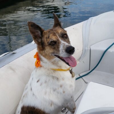 Stella