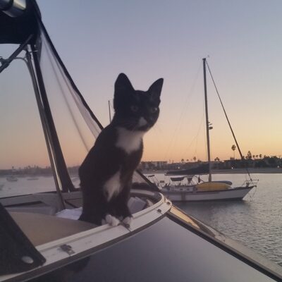 Dog Aboard: Trouble