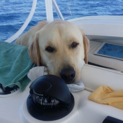 Dog Aboard: Cooper