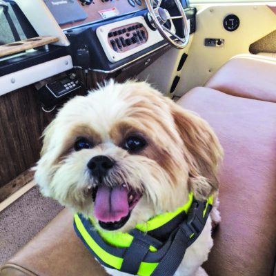 Dog Aboard: Daisy