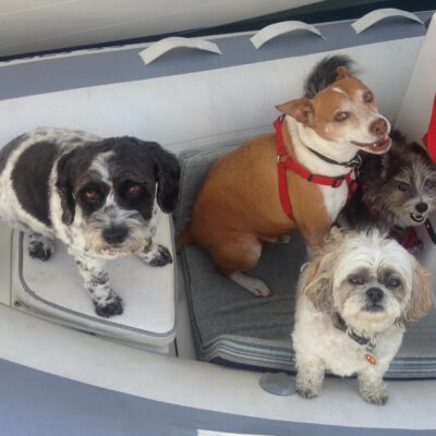 Dog Aboard: Teddy, Petey, Chewy and Lola