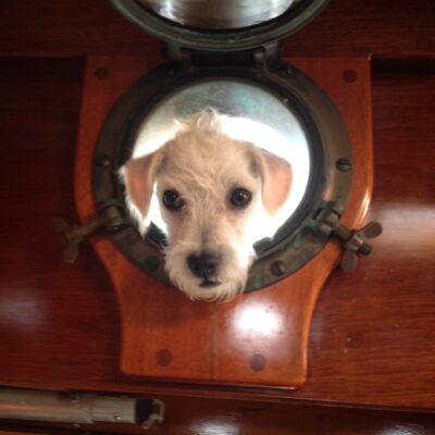 Dog Aboard: Jiminy J