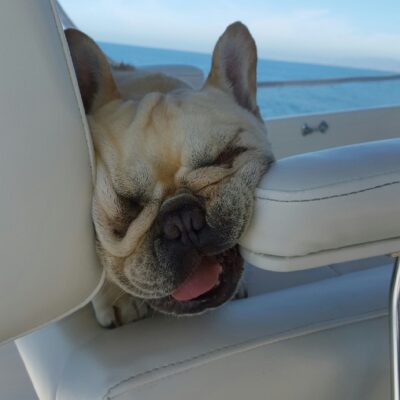 Dog Aboard: Mr. B