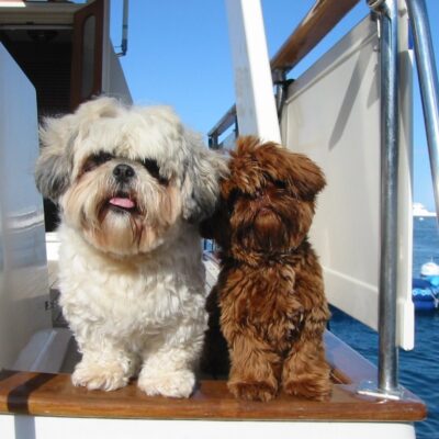 Boat guard dogs