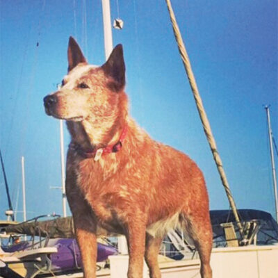 Cattle Dog from Down Under Cattle Dog from Down Under