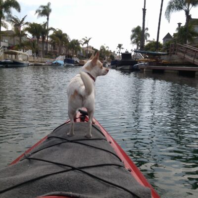 Dog Aboard: Nacho