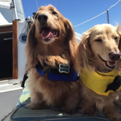 Dog Aboard: Ryan and Scout