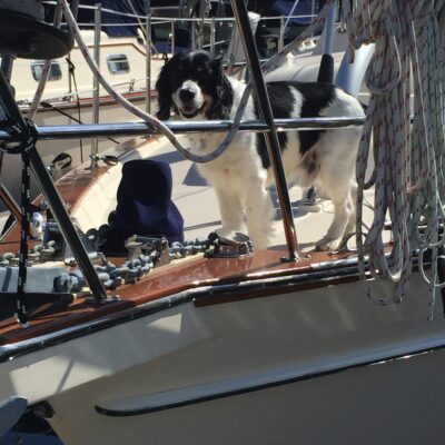 Dog Aboard: Sebastian