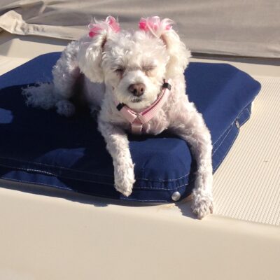 Dog Aboard: Sophie