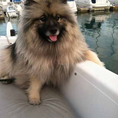 Dog Aboard: Zuce Gibola