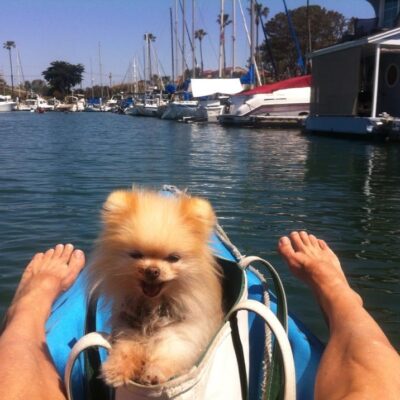 Dog Aboard: Pookie