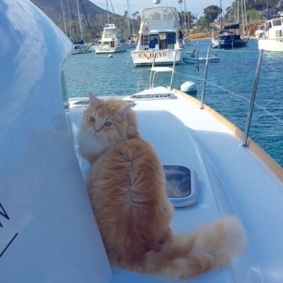 Dog Aboard: Pumpkin