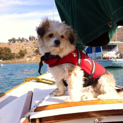 Dog Aboard: Marley