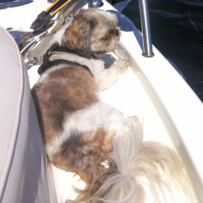 Bella on the Bow