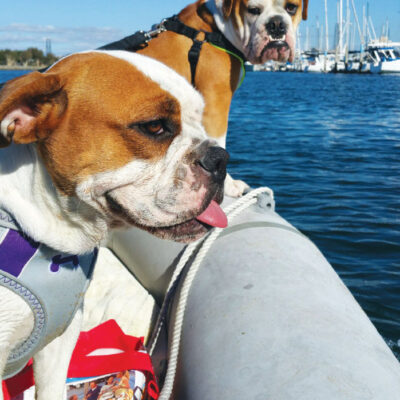 Dogs on a dinghy