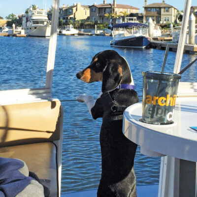 The Watch Dog