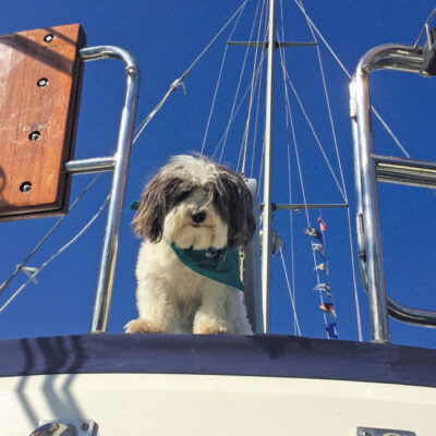 The Nauti Dog