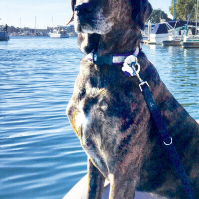 Brindle coat on a boat