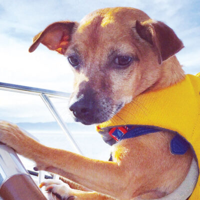 From stray dog to Capt. Jackshund
