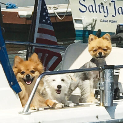 All aboard, three dogs on a tour