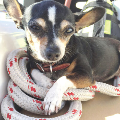 Lounging on Monkey Girl with Olive the Chihuahua