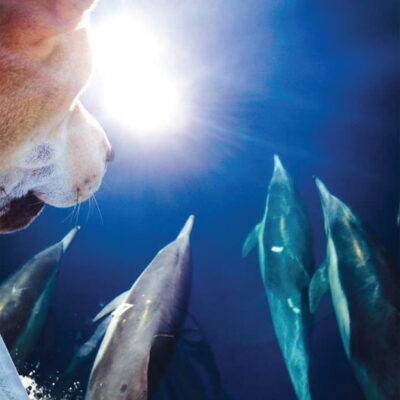 Where-the-dolphins-go