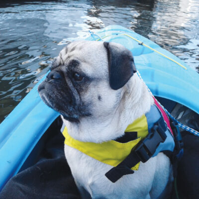 SAFETY FIRST WITH BENNY THE PUG
