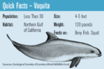 “In-Danger” designation for vaquita habitat could be delayed – The Log