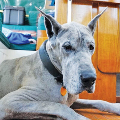 QUINCY THE BOAT DOG