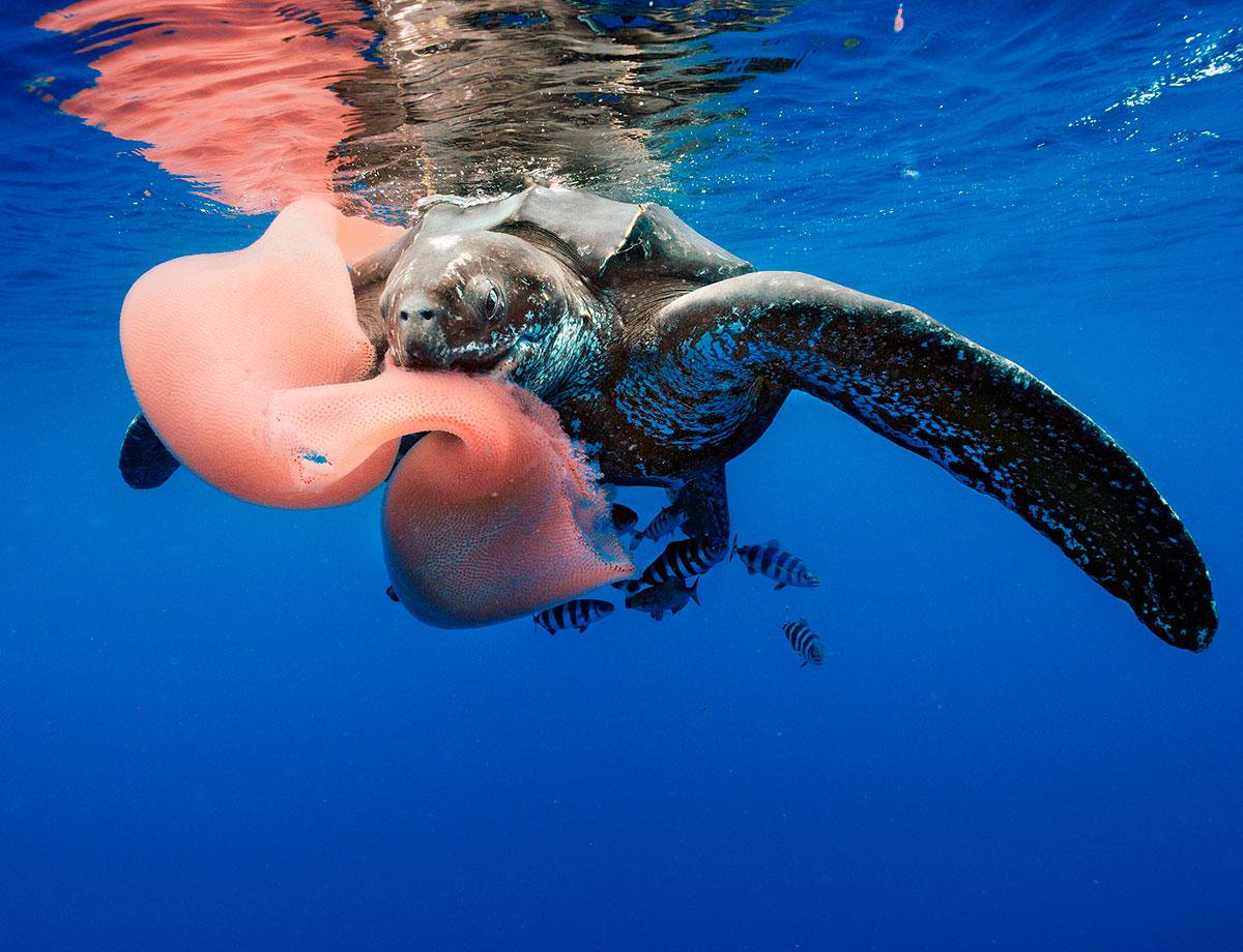 Pickle Creature Pyrosomes, commonly known as “sea pickles,” are moving into colder ...