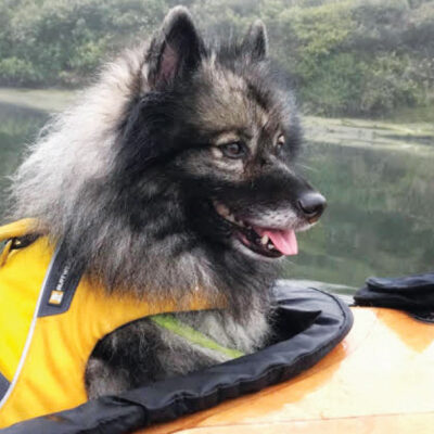 KAYAKING WITH HAHA THE DUTCH BARGE DOG