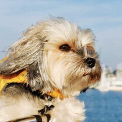 MOLLY-SHANNON-THE-MORKIE-IS-A-REAL-SAILIN-SUPERSTAR