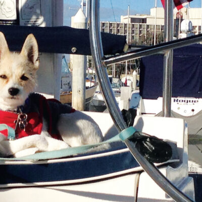 MEET BOAT DOG ZIGGY!