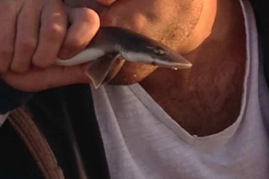 baby shark