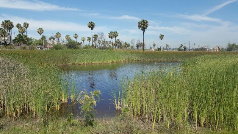 Los Cerritos Wetlands