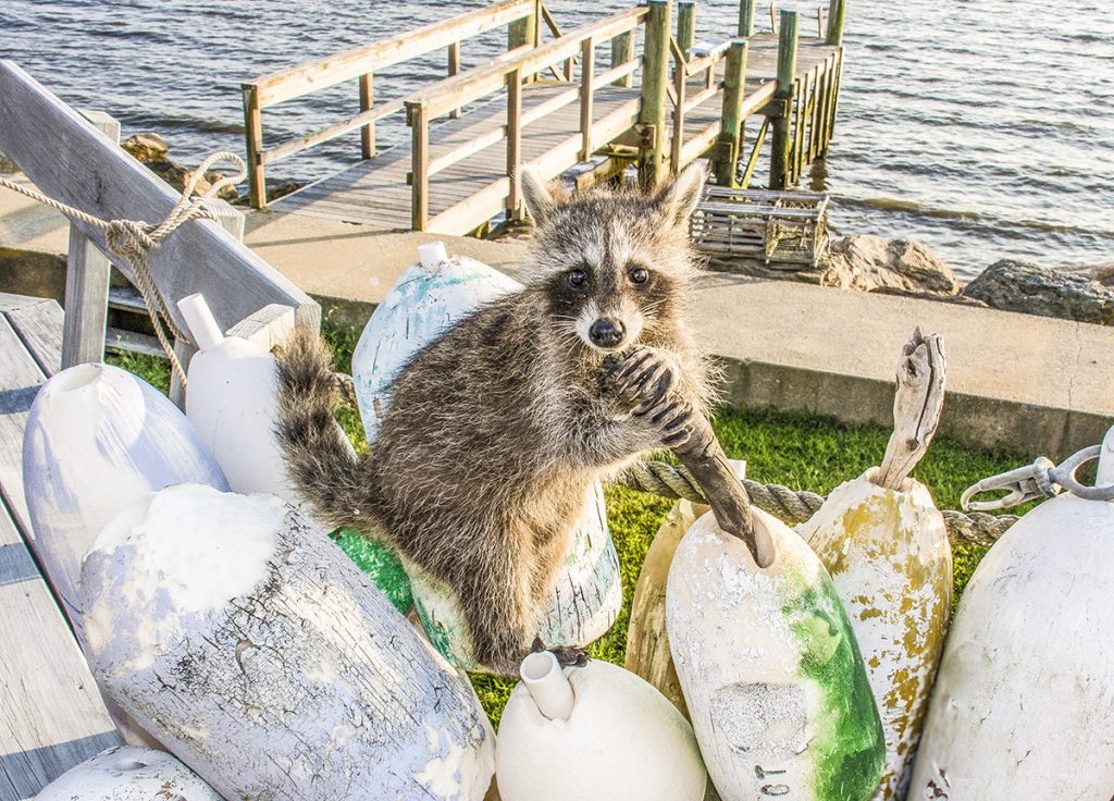 Catalina Island Raccoon