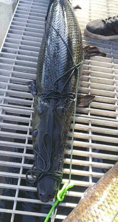 Log Gar See You Later Alligator-Gar | The Log