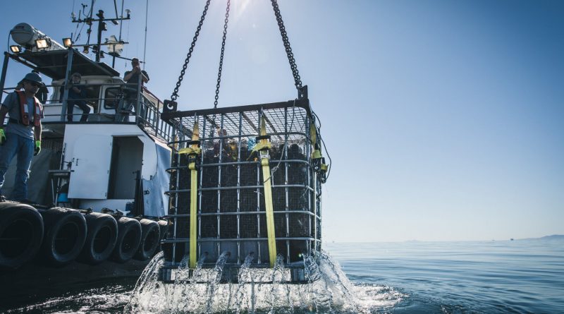 Full Belly Files: Diving Into Underwater Wine - The Santa Barbara  Independent