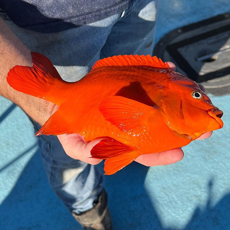 A Visit from A Garibaldi | The Log