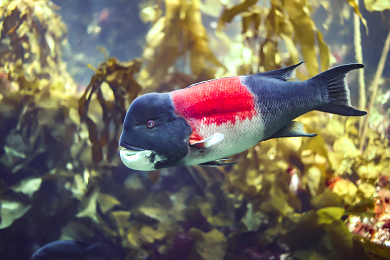 Sheephead